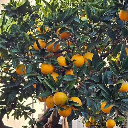 L'Arancio B&B Cecchina Ngoại thất bức ảnh